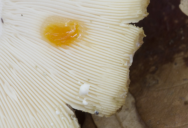 Lactarius glaucescens